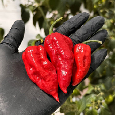 Ghost Pepper Seeds - The Pepper Pantry (Formerly Marie Sharp's)